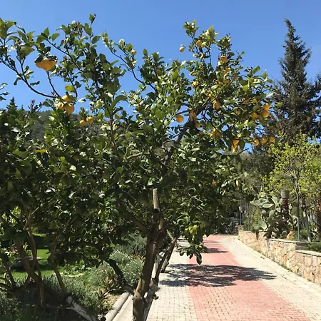 Pitahaya 2* Göltürkbükü
