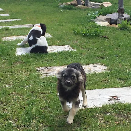 Bed and breakfast Pitahaya Golturkbuku