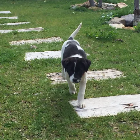 Bed and breakfast Pitahaya